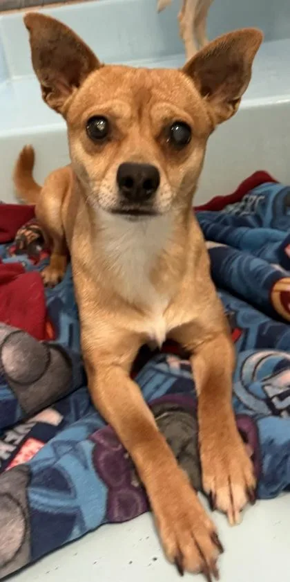 Grizzley thumbnail 2