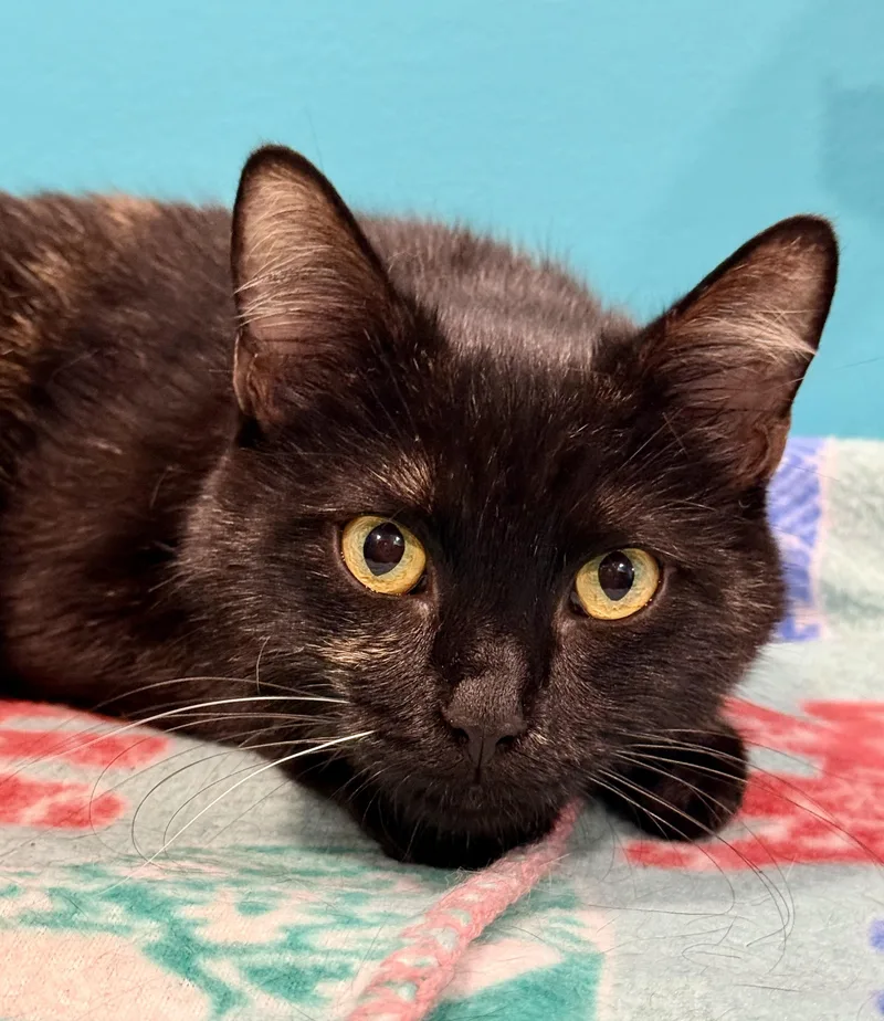 A young medium-sized female Tortoiseshell Domestic Short Hair cat named Mimosa for adoption in Frewsburg, NY