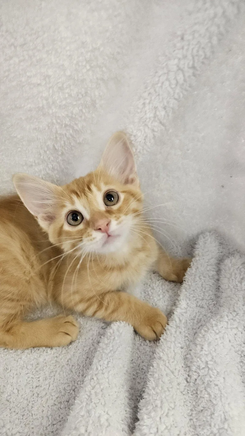 A baby medium-sized male Orange / Red Domestic Short Hair cat named Eddie for adoption in Antioch, CA