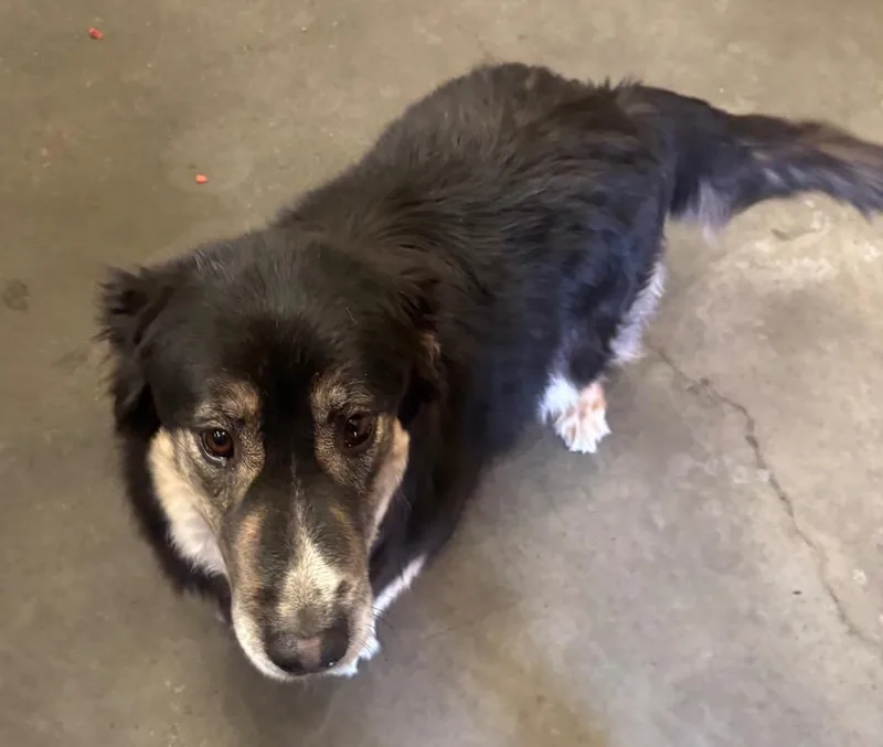 An adult large-sized female German Shepherd Dog dog named Molly for adoption in Green River, WY