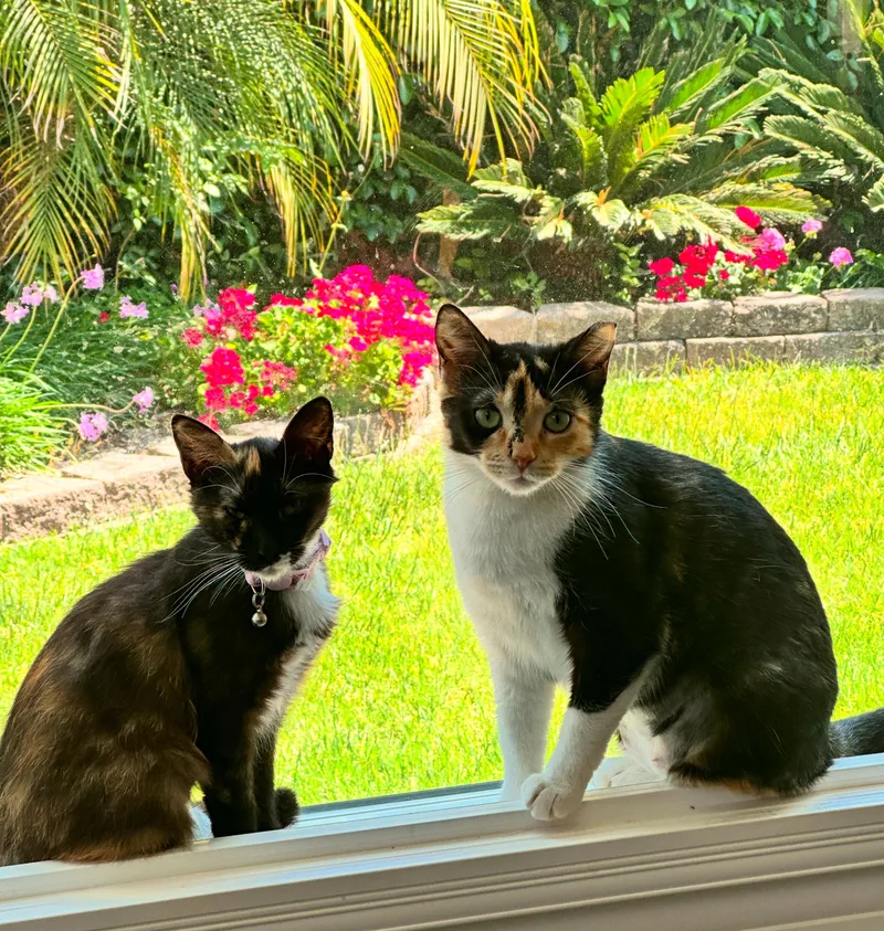 Penelope thumbnail 2