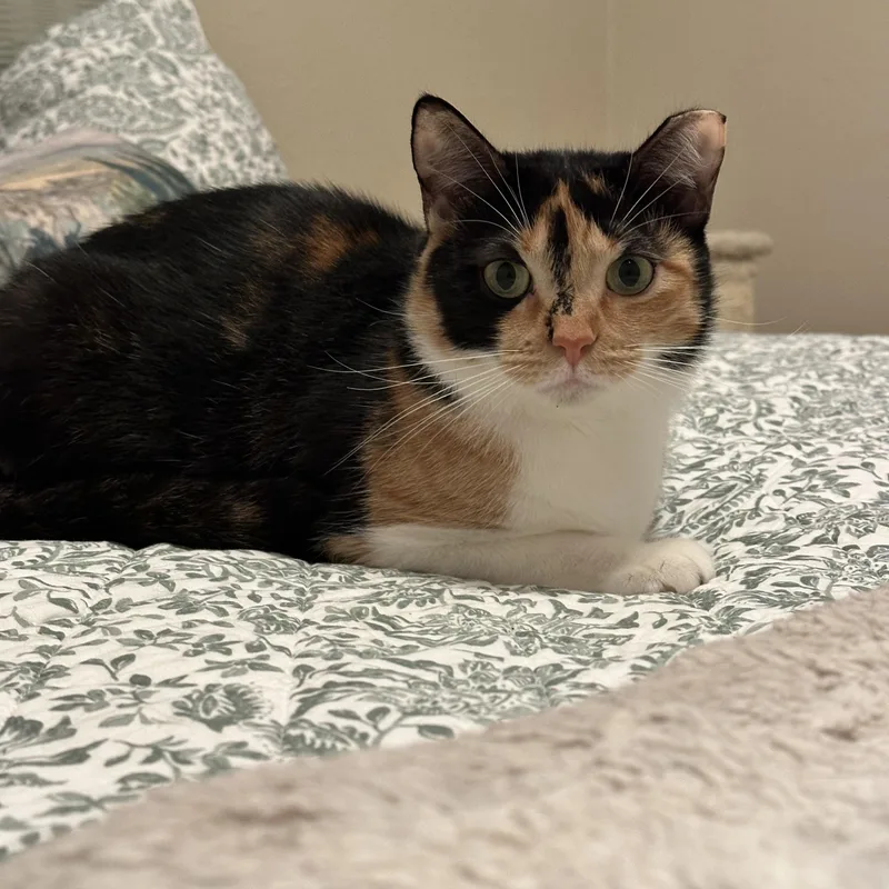 Penelope thumbnail 3