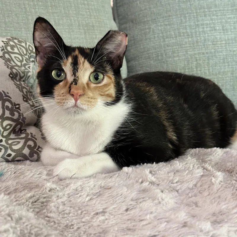 Penelope thumbnail 6