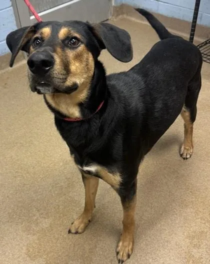 An adult large-sized male Mixed Breed dog named Dodger for adoption in Chamblee, GA