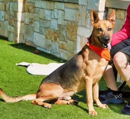 An adult large-sized male German Shepherd Dog dog named Tin Tin for adoption in North Richland Hills, TX