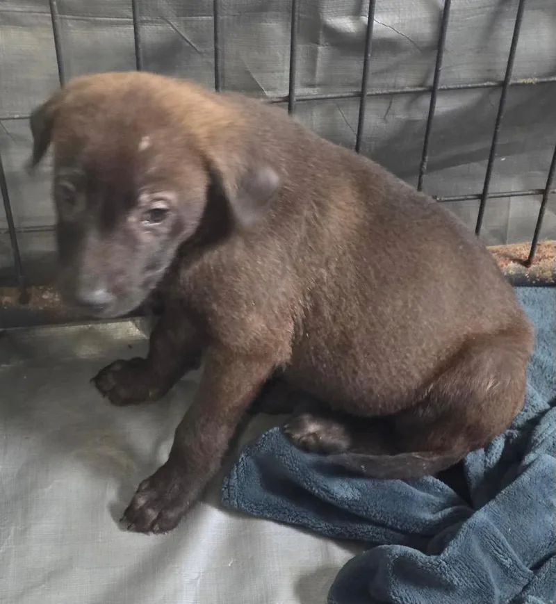 A baby medium-sized male Labrador Retriever dog named Java for adoption in Thompson Falls, MT