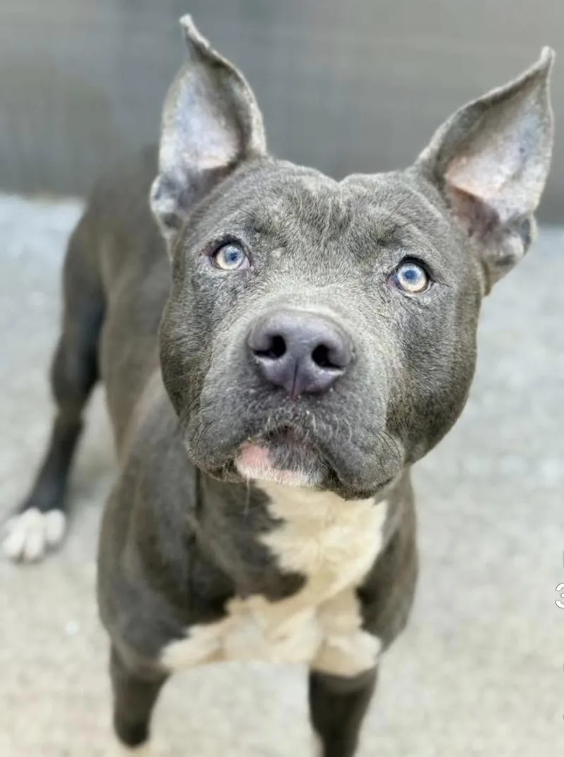 An adult medium-sized male Gray / Blue / Silver Pit Bull Terrier dog named Vertigo for adoption in Chicago, IL