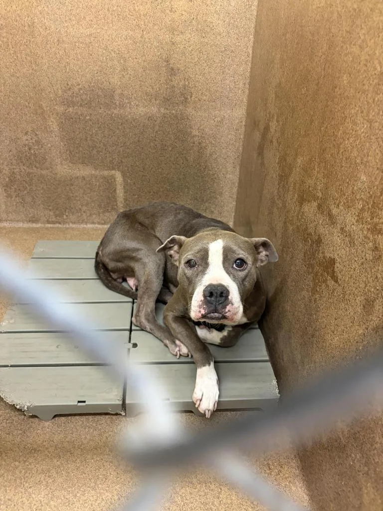 An adult medium-sized female Mixed Breed dog named Forth for adoption in Florence, SC