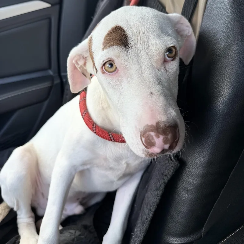 A young medium-sized male Border Collie dog named Road Rash for adoption in Queen City, TX