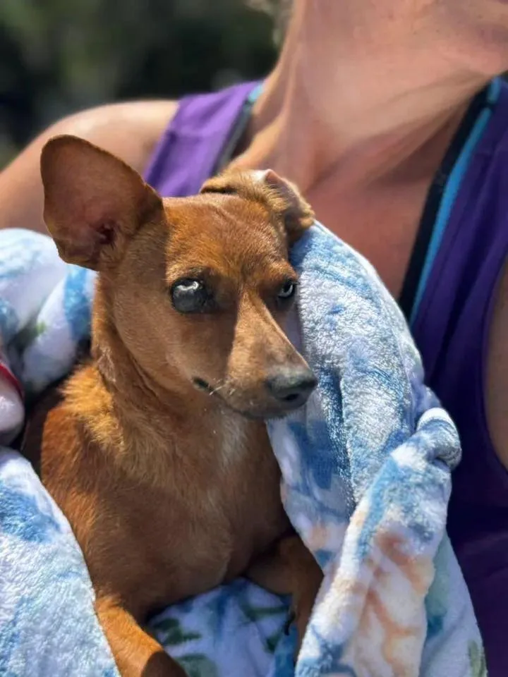 An adult small-sized female Brown / Chocolate Chihuahua dog named Mave for adoption in Lakeland, FL