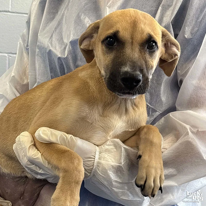 A baby large-sized female Shepherd dog named Binki for adoption in Washington, DC