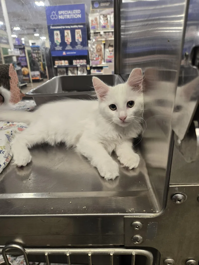 A baby medium-sized male White Turkish Angora cat named Ghostie and Marshmallow for adoption in Fullerton, CA