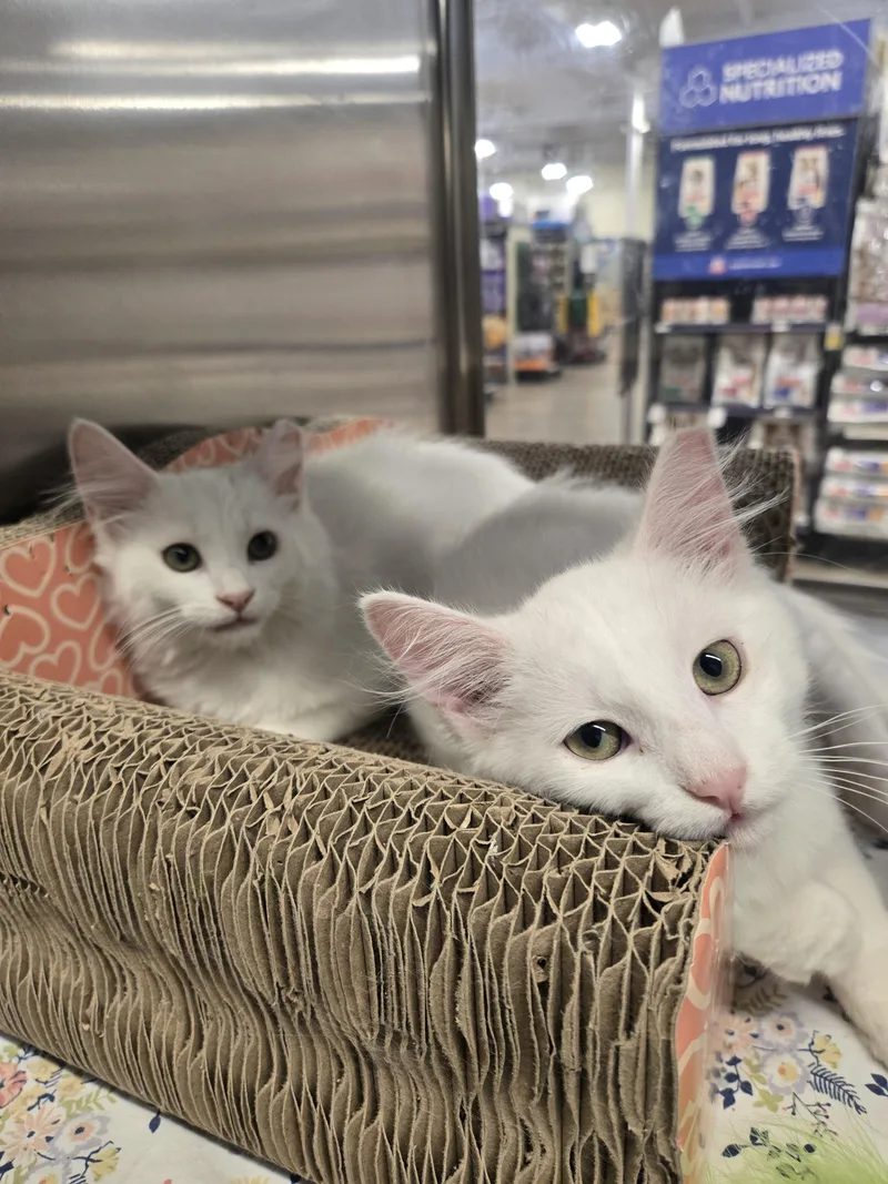 Ghostie and Marshmallow thumbnail 2