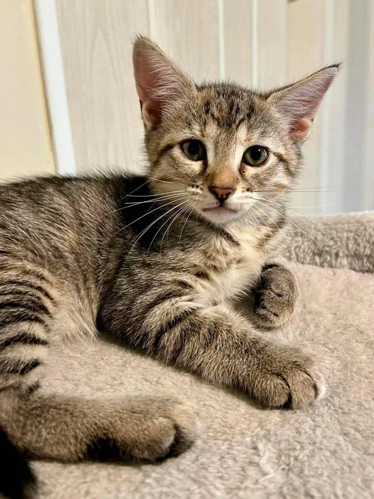 A baby small-sized female Domestic Short Hair cat named Precious for adoption in Sebastian, FL