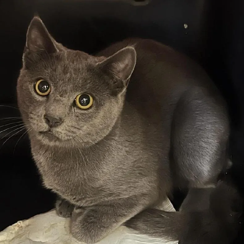 A young medium-sized male Gray / Blue / Silver Domestic Short Hair cat named Jeepers for adoption in Ballston Spa, NY