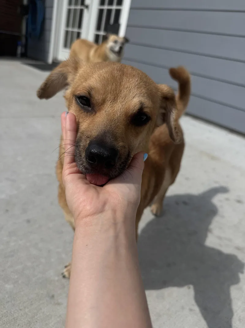 An adult small-sized female Chihuahua dog named Queeney for adoption in PITTSBURGH, PA