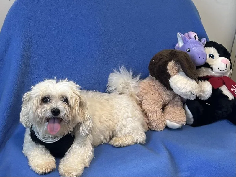 Teddy Boo