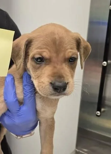 A baby medium-sized male Australian Cattle Dog / Blue Heeler dog named Squirt for adoption in Copiague, NY