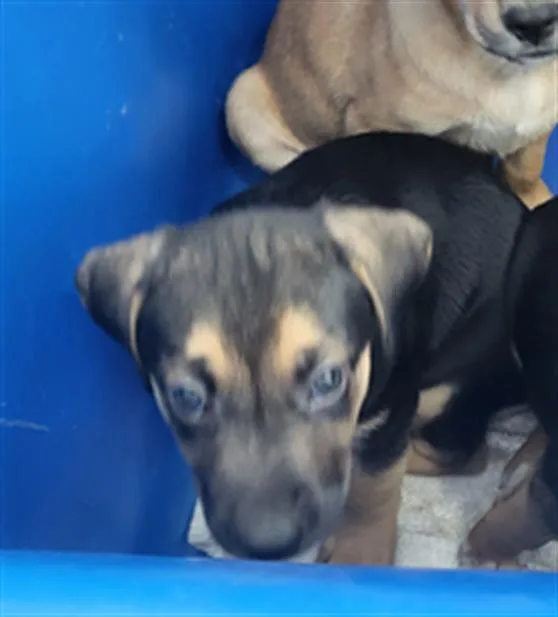 A baby medium-sized female Mixed Breed dog named Chestnut for adoption in Dallas, TX