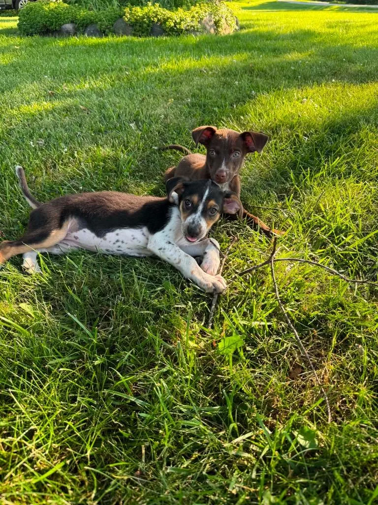 A baby medium-sized female Mixed Breed dog named Chloe for adoption in Bristol, WI