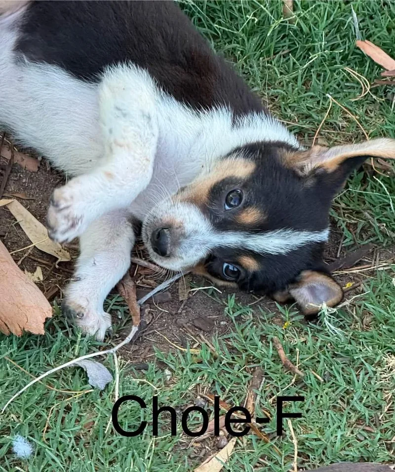 Chloe thumbnail 3