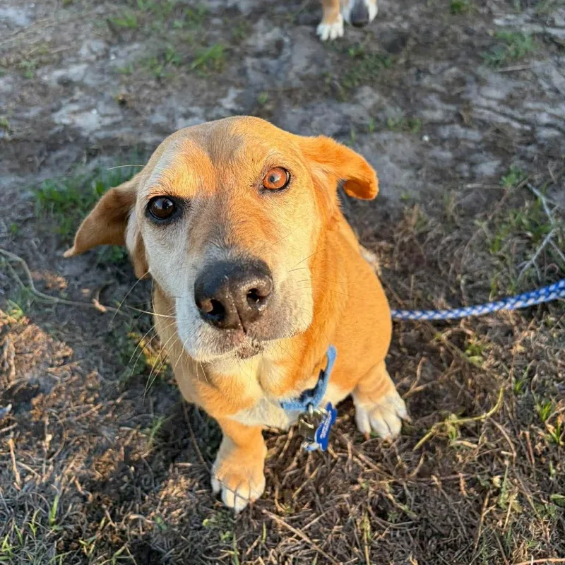 An adult medium-sized female Yellow / Tan / Blond / Fawn Basset Hound dog named Lisa for adoption in Seminole, FL