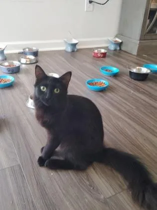A young small-sized female Domestic Short Hair cat named Storm for adoption in Savannah, GA