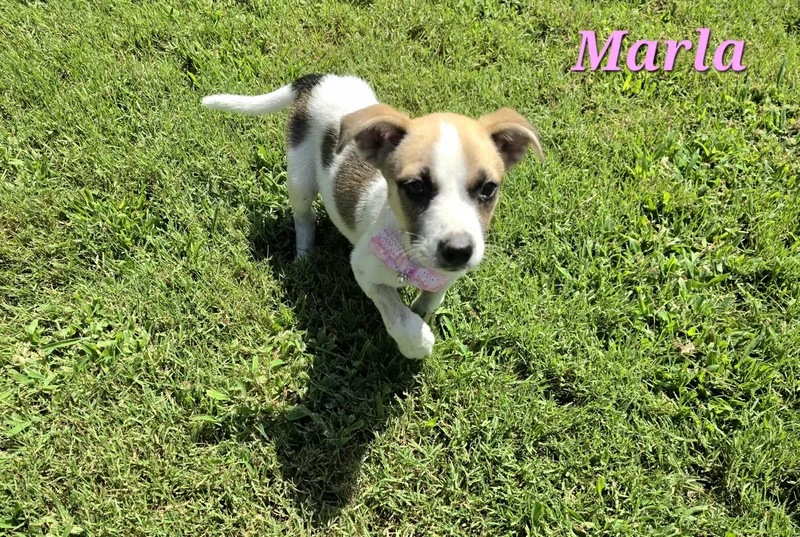 A baby medium-sized female White / Cream Collie dog named Marla Mars for adoption in Andover, MA