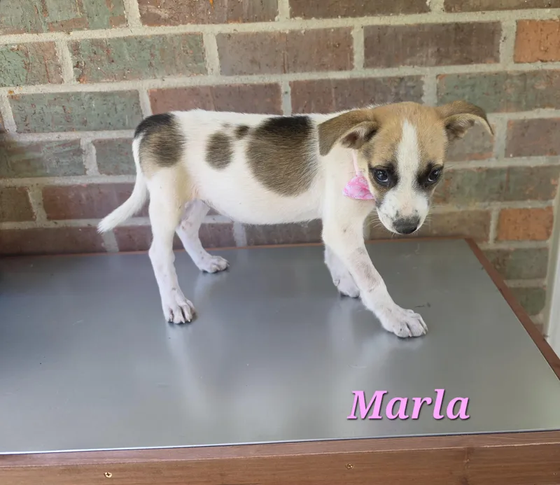 Marla Mars thumbnail 4