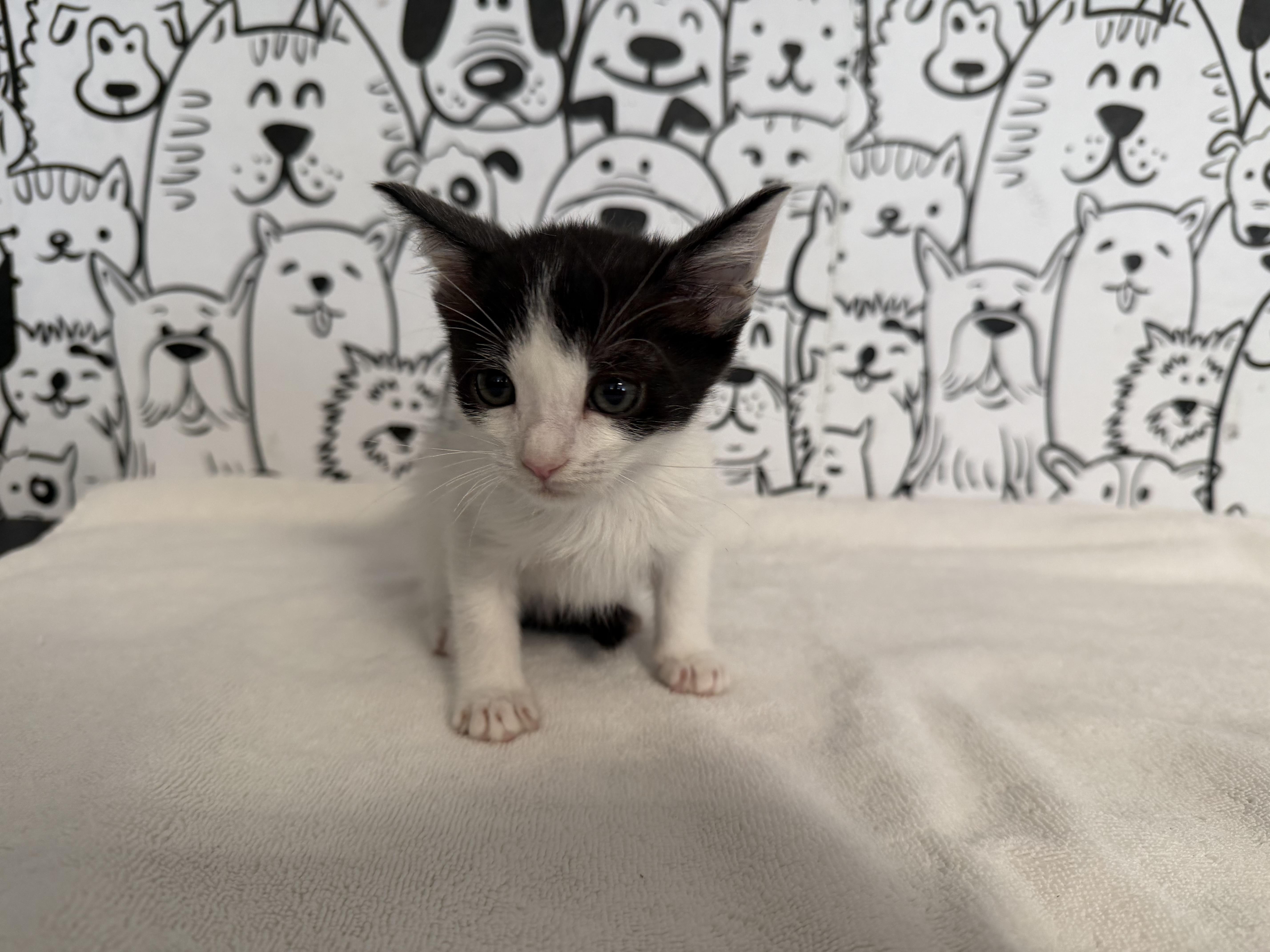 A baby small-sized male Domestic Medium Hair cat named Sprout for adoption in San Pedro, CA