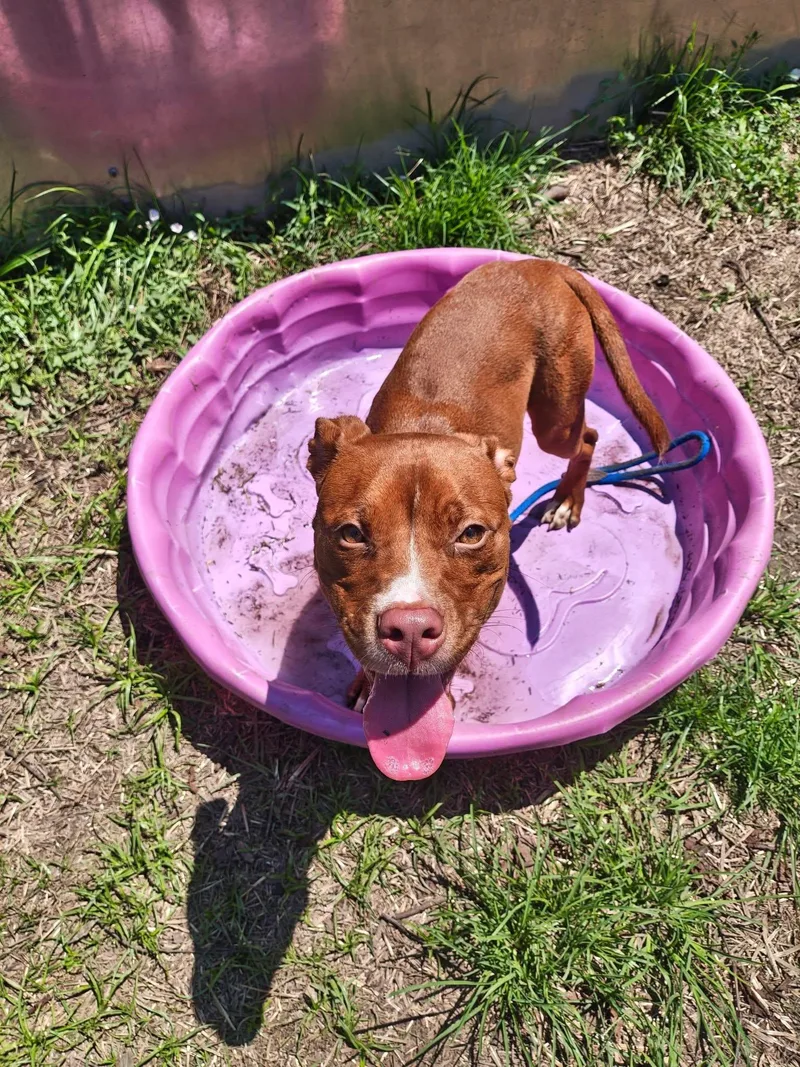 An adult medium-sized female Brown / Chocolate Pit Bull Terrier dog named Thessaly for adoption in Chicago, IL