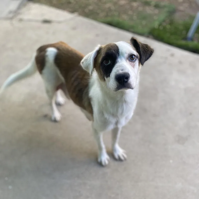 An adult small-sized female Cattle Dog dog named Sunshine for adoption in Escondido, CA