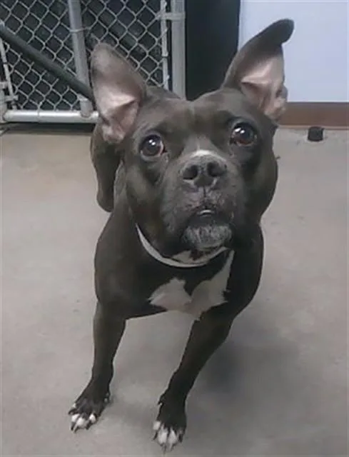 An adult large-sized female Pit Bull Terrier dog named Hara for adoption in Phoenix, AZ
