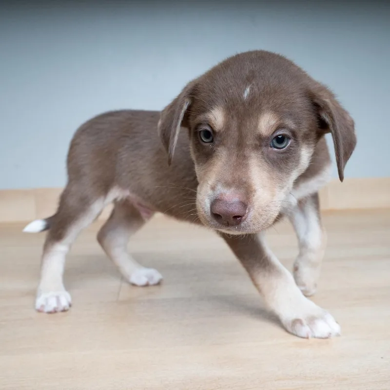 A baby medium-sized male Brown / Chocolate Shepherd dog named Bronc D for adoption in Minnetonka, MN