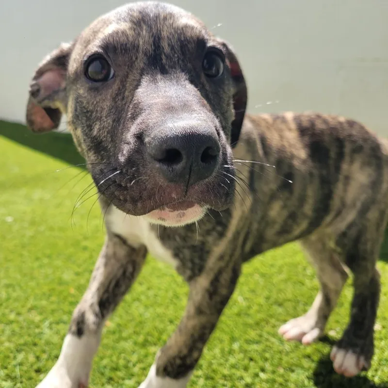 A baby medium-sized male Brindle Mixed Breed dog named Eren for adoption in LOXAHATCHEE, FL