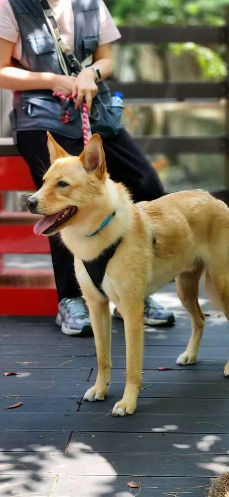 An adult medium-sized male Jindo dog named Minam for adoption in Long Island City, NY