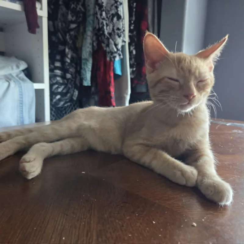 A baby medium-sized male Tabby (Orange / Red) Domestic Short Hair cat named Howie for adoption in Loveland, CO