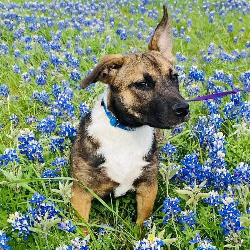 A baby small-sized female Brown / Chocolate Mixed Breed dog named Ruth for adoption in Waco, TX