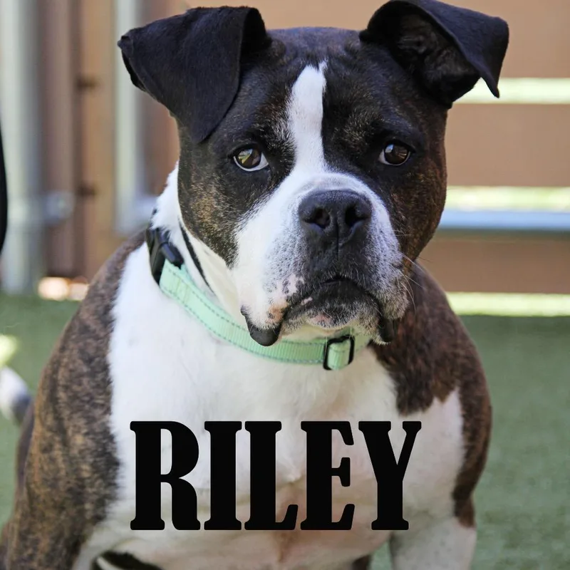 An adult large-sized male Brindle Boxer dog named Riley for adoption in Mooresville, NC