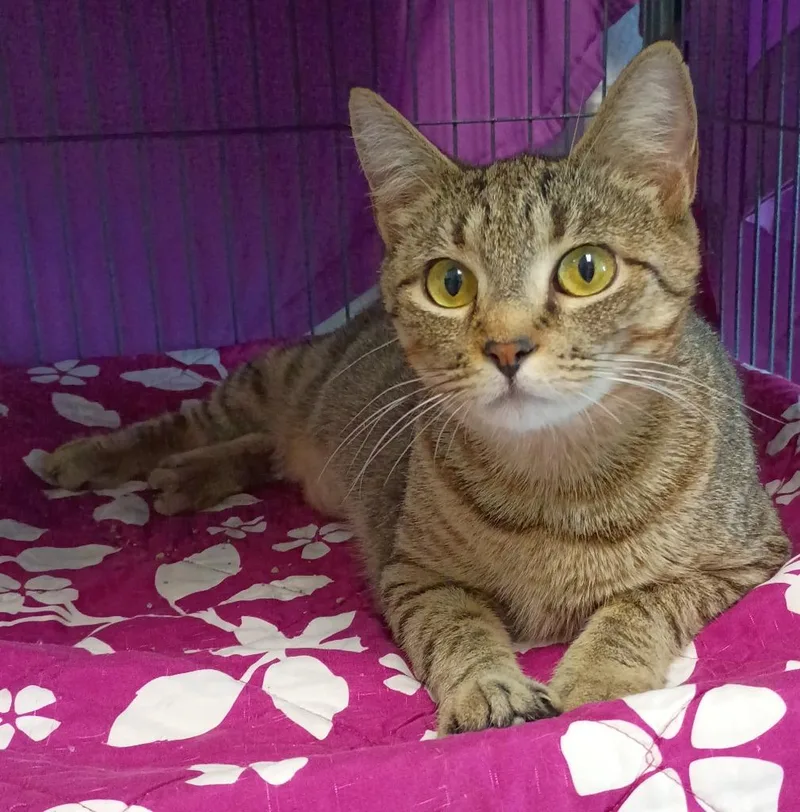 A young medium-sized female Domestic Short Hair cat named Toot for adoption in Hamilton, OH