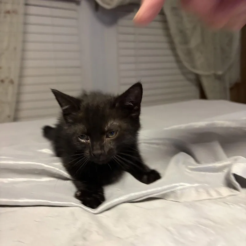 A baby medium-sized male Black Domestic Short Hair cat named Pepper for adoption in White Bluff, TN