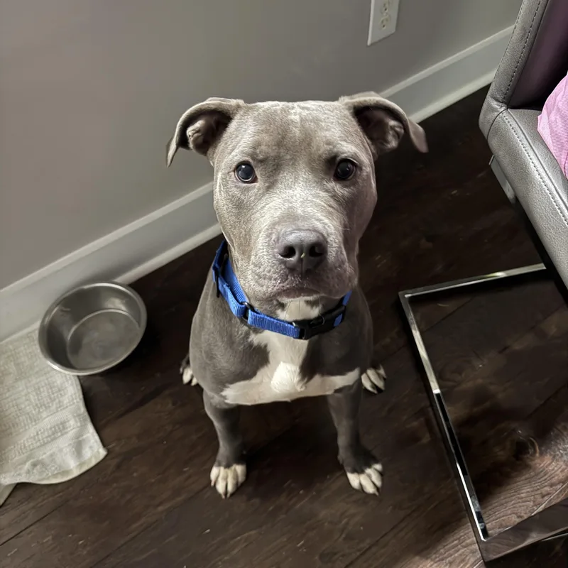 A young medium-sized male Gray / Blue / Silver American Staffordshire Terrier dog named Toretto for adoption in Rock Hill, SC