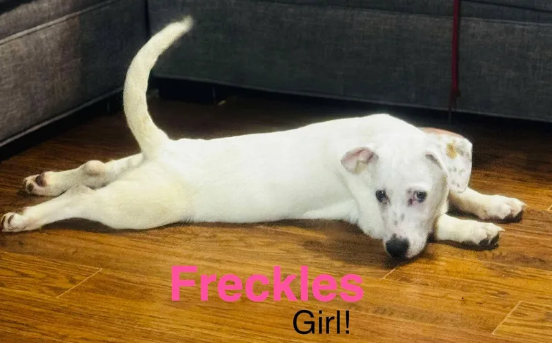 Freckles