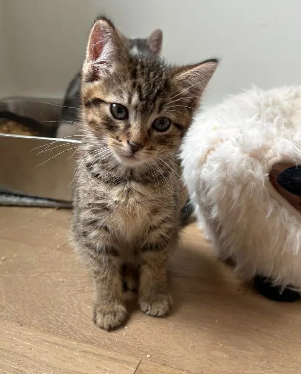 A baby small-sized male Tabby (Brown / Chocolate) Domestic Short Hair cat named Pebbles for adoption in New York, NY