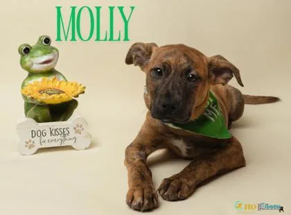 A baby small-sized female Boxer dog named Molly for adoption in Fairhope, AL