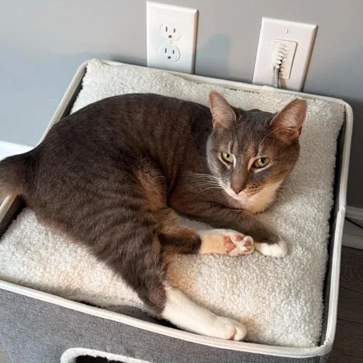 An adult small-sized male Gray / Blue / Silver Domestic Short Hair cat named Algernon for adoption in Woodbury, NJ