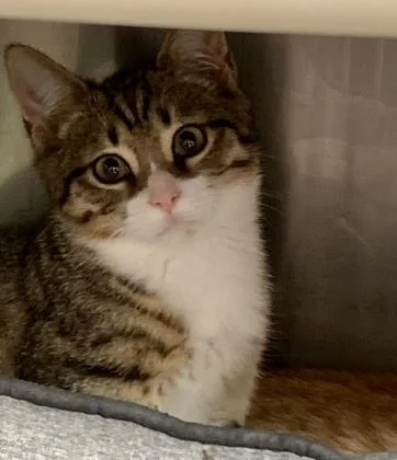 An adult small-sized male Brown / Chocolate Domestic Short Hair cat named Lucas Edwin for adoption in Annapolis, MD