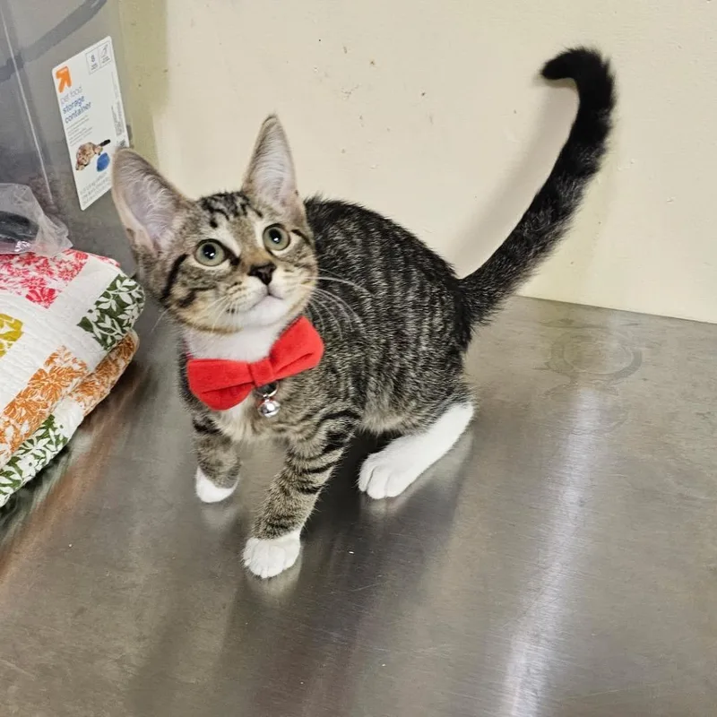 A baby small-sized male Brown / Chocolate Domestic Short Hair cat named Nat King Cole for adoption in Walden, NY