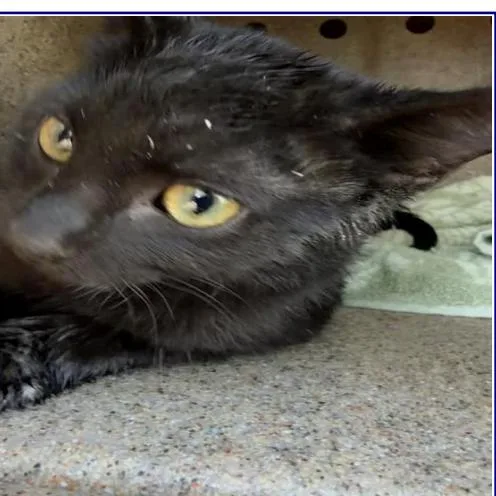 A baby small-sized male Black Domestic Short Hair cat named Panther for adoption in Grantsville, UT