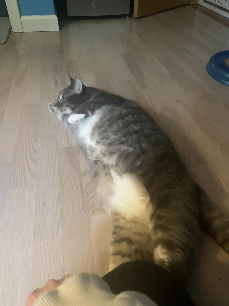 An adult large-sized male Tabby (Gray / Blue / Silver) Domestic Short Hair cat named Atticus See My Video! for adoption in Vernon, VT
